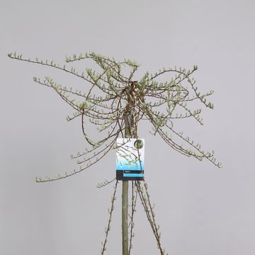 Salix repens 'Voorthuizen'