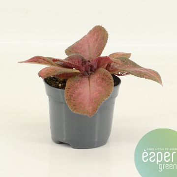 Episcia 'Purple Rain'