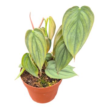 Philodendron burle-marxii 'Fantasy'