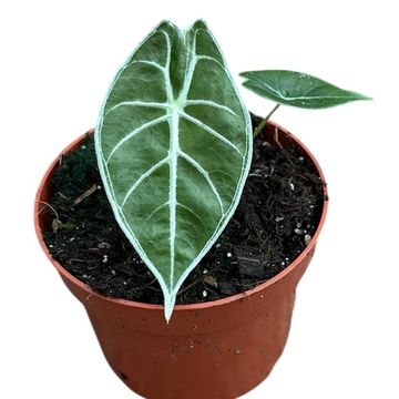 Alocasia 'Watsoniana Lightning'