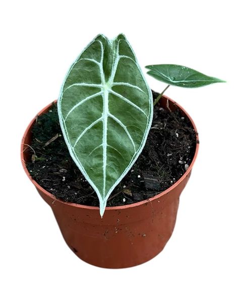 Alocasia 'Watsoniana Lightning'