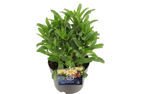 Leucanthemum 'Banana Cream'