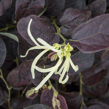 Loropetalum chinense RUBY SNOW