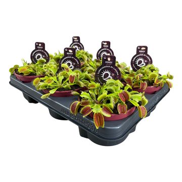 Dionaea muscipula JUMBO