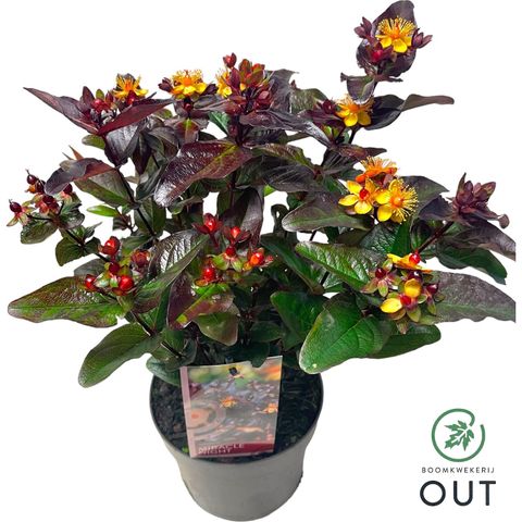 Hypericum MIRACLE NIGHT