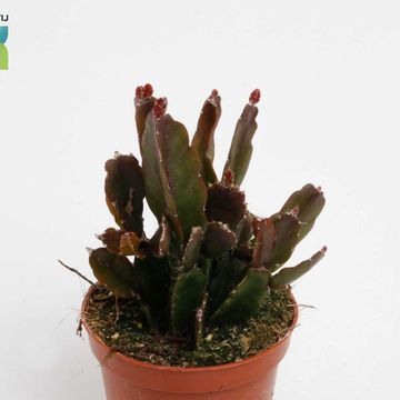 Rhipsalis agudoensis