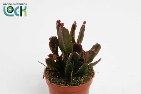 Rhipsalis agudoensis