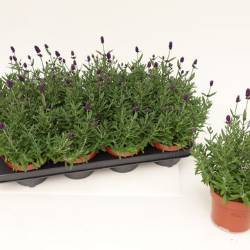 Lavandula angustifolia 'Hidcote'