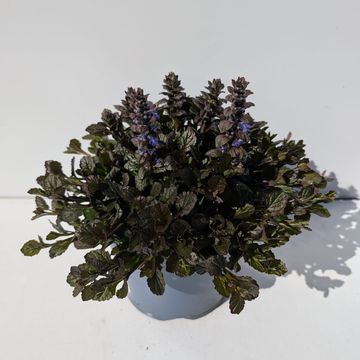 Ajuga reptans 'Braunherz'