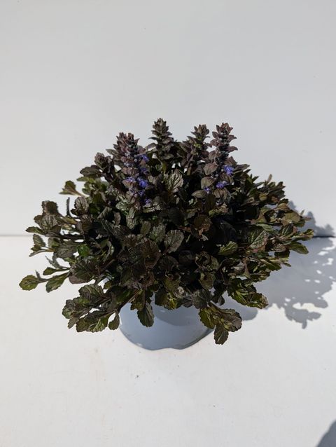 Ajuga reptans 'Braunherz'