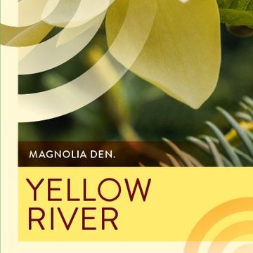 Magnolia denudata YELLOW RIVER
