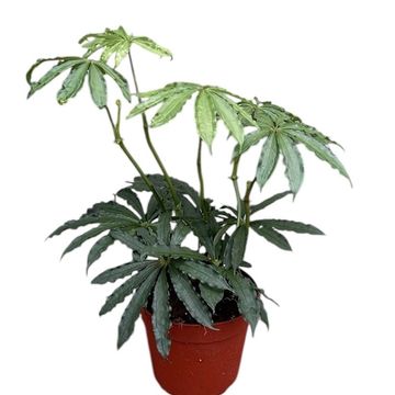 Anthurium polyschistum