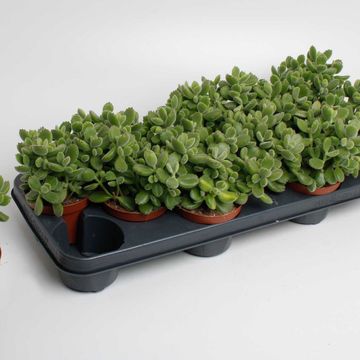 Cotyledon tomentosa ladismithiensis