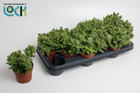 Cotyledon tomentosa ladismithiensis