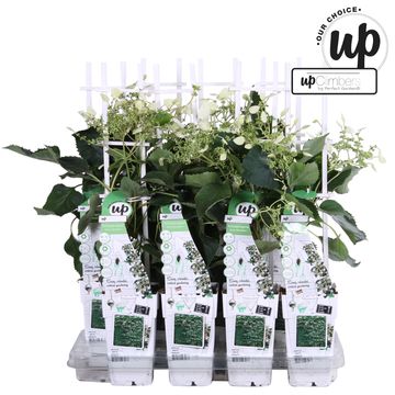 Schizophragma hydrangeoides SNOW SENSATION