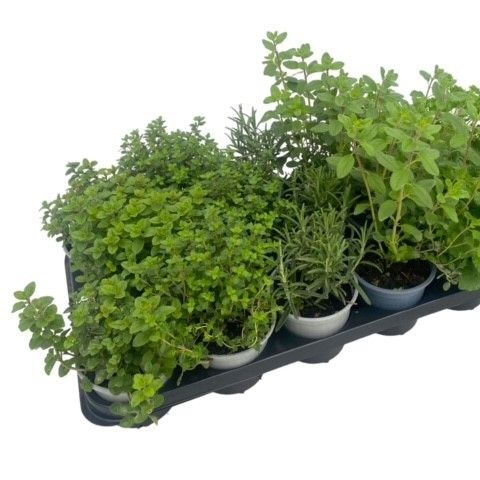 Herbs MIX (Green Collect Sales)