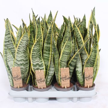 Sansevieria trifasciata 'Laurentii'