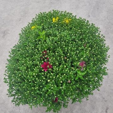 Chrysanthemum MIX IN POT