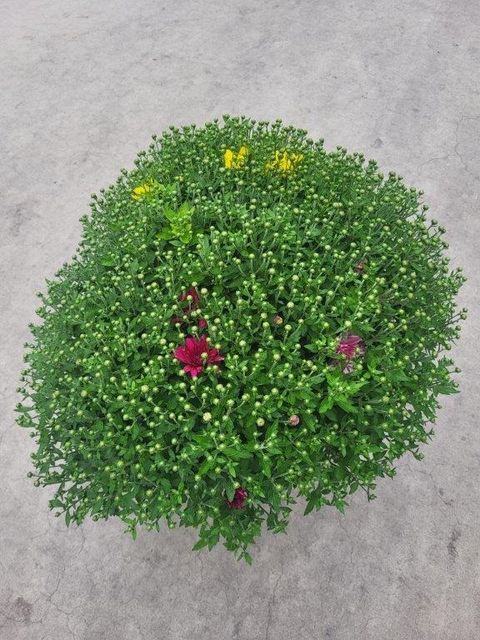 Chrysanthemum MIX IN POT