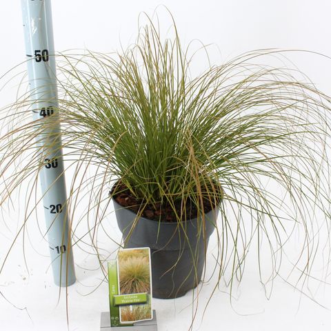 Carex testacea PRAIRIE FIRE COLORGRASS