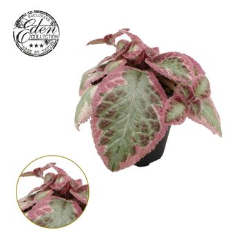 Episcia 'Pink Brocade'