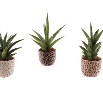 Sansevieria cylindrica MIX