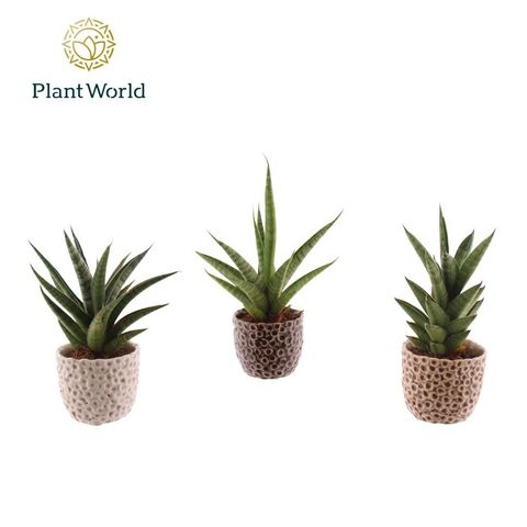 Sansevieria cylindrica MIX