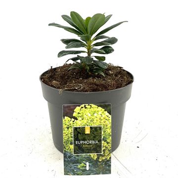 Euphorbia amygdaloides robbiae