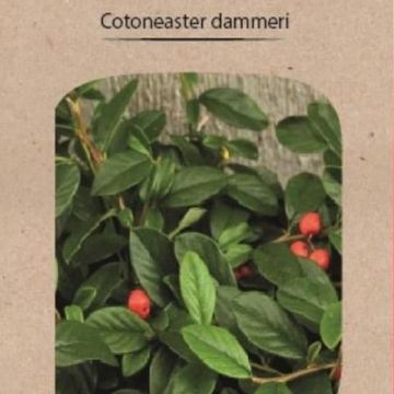 Cotoneaster dammeri