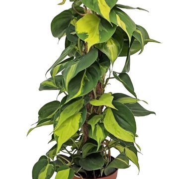 Philodendron scandens 'Brasil'