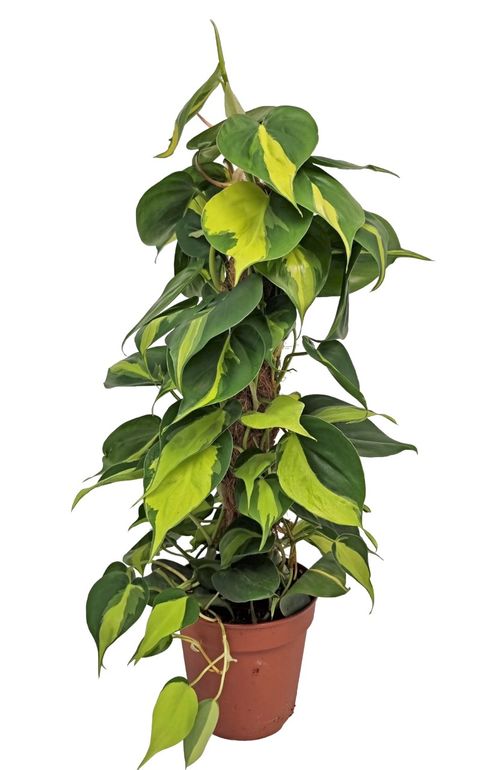 Philodendron scandens 'Brasil'