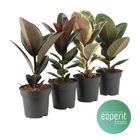 Ficus elastica MIX