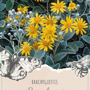 Brachyglottis 'Sunshine'