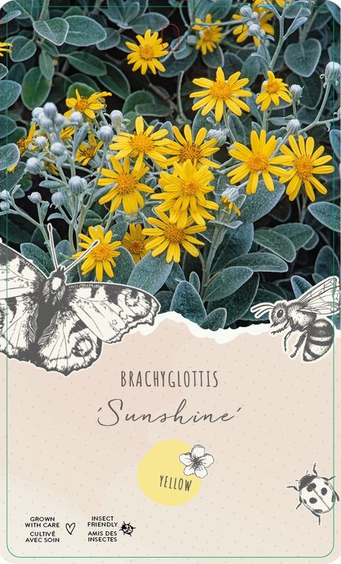 Brachyglottis 'Sunshine'