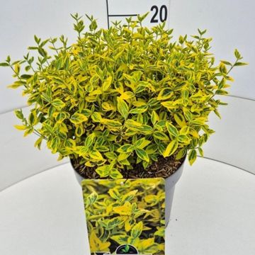 Euonymus fortunei 'Emerald 'n' Gold'
