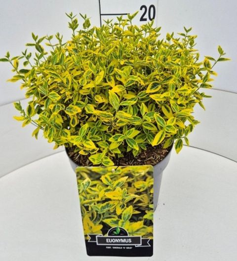 Euonymus fortunei 'Emerald 'n' Gold'
