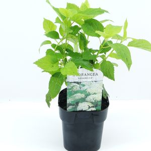 Hydrangea arborescens 'Annabelle' (Hooftman boomkwekerij)