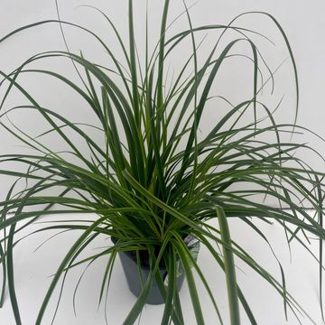 Carex oshimensis EVERCOLOR EVERLIME