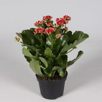 Kalanchoe blossfeldiana CALANDIVA MIX