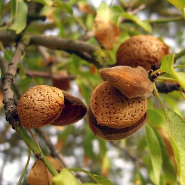 Prunus dulcis