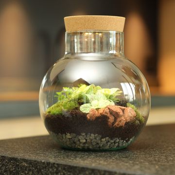 Arrangement Terrarium