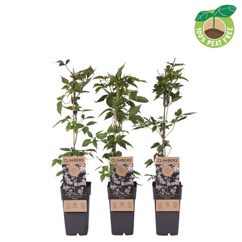 Clematis montana rubens (M)