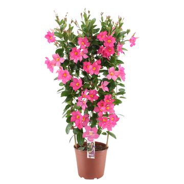 Mandevilla sanderi SUMMERSTAR EAGLE EYE