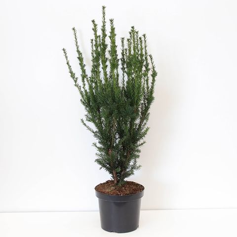 Taxus x media 'Hillii'