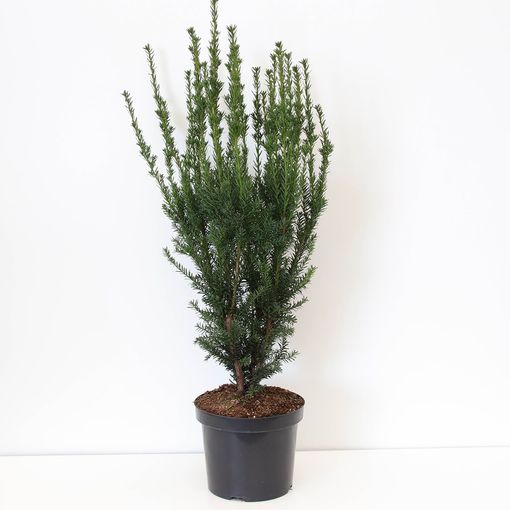 Taxus x media 'Hillii'