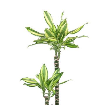 Dracaena fragrans 'Diamond Dream'