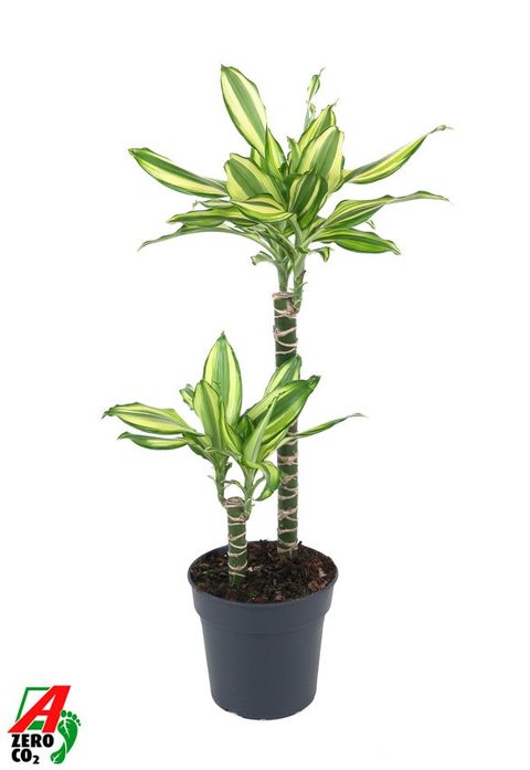 Dracaena fragrans 'Diamond Dream'