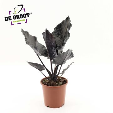 Alocasia 'Antoro Velvet'
