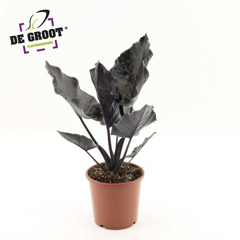 Alocasia 'Antoro Velvet'
