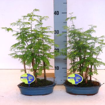 Metasequoia glyptostroboides